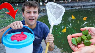 Catching BABY TURTLES that INVADED My BackYard POND!!