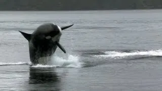 Sea Lion Vs 10 Killer Whales | Deadly 60 | BBC Earth