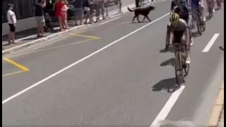 Dog in peloton causes Yves Lampaert crash on stage 12 of Tour de France