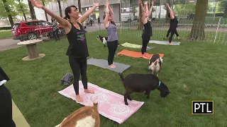 Goat yoga has added benefit of animal therapy