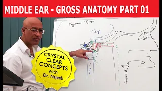 Middle Ear | Gross Anatomy | Part 1/9