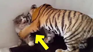 Mother Cat Adopted a Tiger Cub, Years Later the Unbelievable Happened