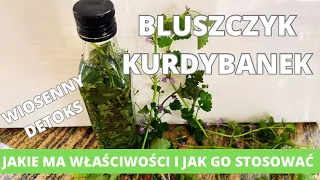 Bluszczyk kurdybanek. Roślina o zdrowotnych właściwościach. Zastosowanie i przepisy na zdrowy styl.