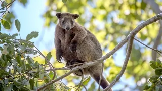Rare footage of a wild Australian tree kangaroo