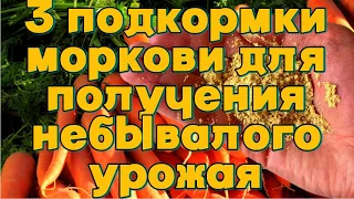 Чем подкормить морковь для улучшения качества урожая