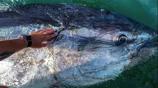 Amazing Fast Monster tuna fishing skills - Amazing Yellowfin Tuna Handline Tradisional Fishing