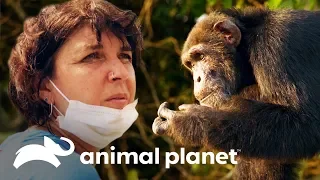 Ponso, o chimpanzé eremita | Dodo Heroes: Resgate sem fronteiras | Animal Planet Brasil