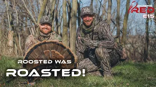 PUBLIC LAND, Roosted To Roasted! #turkeyhunting #hunting