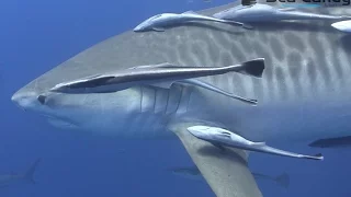 Shark Diving Aliwal Shoal