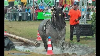 International draft horse pulling and agility competition (part 1)