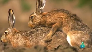 El Campo de Cereales: Una Jungla para el Verano | Grandes Documentales