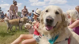 World Record of 498 Golden Retrievers Gather in Antwerp, Belgium