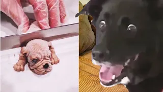 Funny Dog Reaction on Cutting Cake |  Dog Funny Reaction