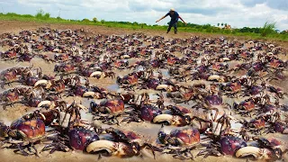 OMG amazing ! lot of craps at rice field when dry water - a fisherman found & catch for  food today