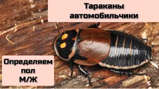 Тараканы - автомобильчики. Как определить пол таракана. Lucihormetica verrucosa. #тараканы #roaches