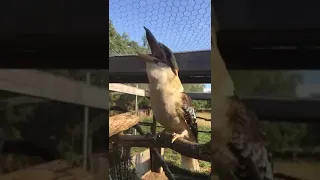 Video of Our Cute Laughing Kookaburra!