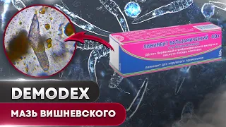 Vishnevsky's ointment against a tick | Demodex Dolliculorum