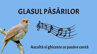 Glasul păsărilor - Ascultă și ghicește glasul păsărilor