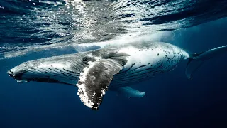 Healing Songs of Whales | Deep Meditation Music for Harmony of Inner Peace | 432Hz Frequency