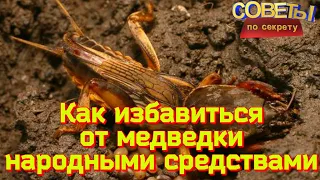 КАК ИЗБАВИТЬСЯ ОТ МЕДВЕДКИ народными средствами  Способы от медведки