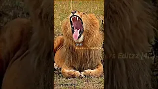 Lion vs Tiger [4K] #shorts #edit #likes #subscribe #lion #tiger #4k