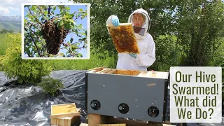 Our Hive Swarmed! What Did We Do? Just Over 1 Year of Natural Bee Keeping in Horizontal Hives