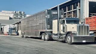 Bull Haulin’ North Bound