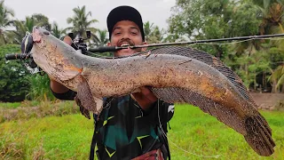 ഇത്രയും വലിയ മീനിനെ നിങ്ങൾ ആരെങ്കിലും കണ്ടിട്ടുണ്ടോ... 😱😱| fishing videos | traditional fishing |