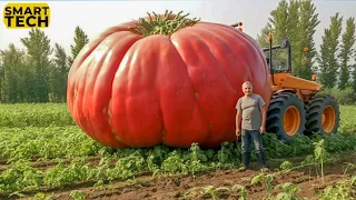 How Are 100 Million Tons of Tomatoes Harvested? | Agriculture Technology