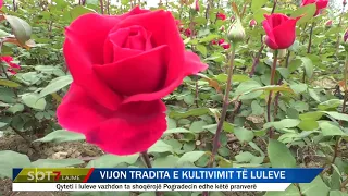 Vijon tradita e kultivimit të luleve!