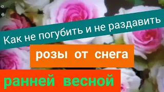 Как не погубить  и не раздавить розы от снега ранней весной. Устройство для очистки снега с крыш.