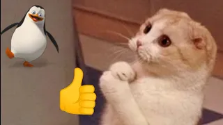 msm funny CATS will make you LAUGH YOUR HEAD OFF - Funny CAT compilation