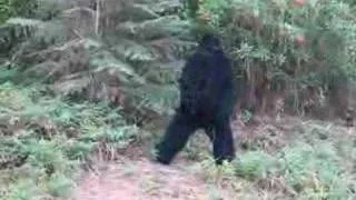 dancing bigfoot