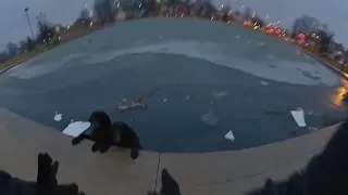 Dogs Rescued at Reservoir Park