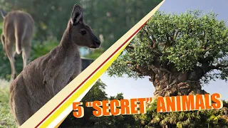 5 “Secret” Animals at Disney’s Animal Kingdom | Walt Disney World