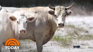 Cows Swept Away By Hurricane Dorian Found Alive (But How Now?) | TODAY