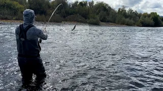 Summer Steelhead On The Swing