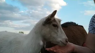 Можно ли коз держать на выпасе целый день?// У козы стул не горохами, а колобашками