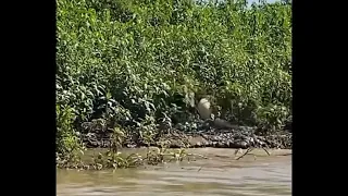 Leopard Catches Crocodile