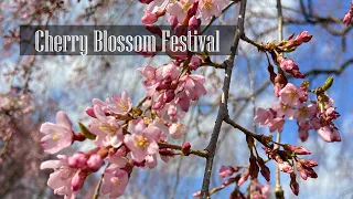 Cherry Blossom Festival || Branch Brook Park Newark NJ  || Spring Time Vlog - RKC