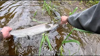 Amazing First Fish on my 10ft 3wt Fly Rod...