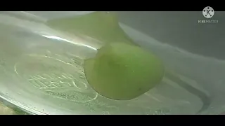 Watching Photosynthesis In Real Time | Easy experiment | #scienceboyakshansh #photosynthesis