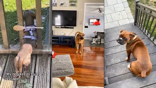 Dogs Doing Funny Things 😂 Best of January 2024