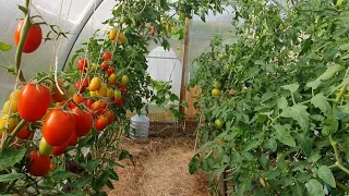 Пытаюсь получить второй урожай томатов.   Обзор теплицы 6 сентября 2021г.