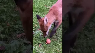 The friendly fox 🦊 is back! #england #uk #fox #garden