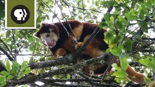 Studying Tree Kangaroos