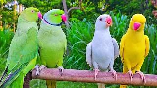 Ringneck Parrot Sounds & Talking