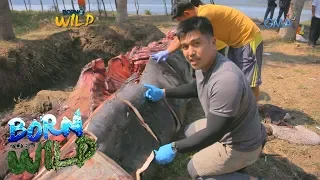 Born to be Wild: Observing a mammal necropsy in Sta. Ana, Cagayan