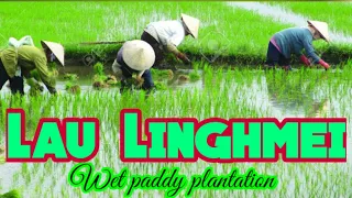 Wet Paddy Field Plantation||Khoupum Valley