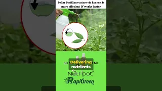 Greening Your Plants with Nutripot RapiGreen  #gardening #plants #gardeningtips #indoorplants